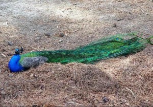 The Peacock Principle