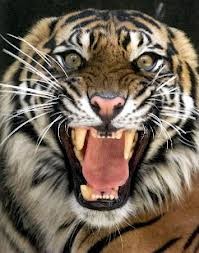 Letting Go of the Tiger's Ears.