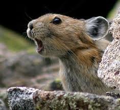 The Mouse Click That Roared.
